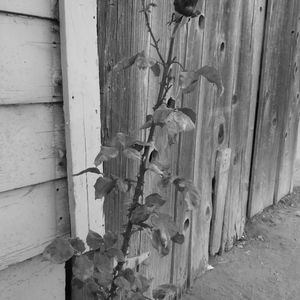 Meet your Posher, Frank